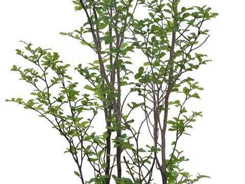  现代绿植树木psd 