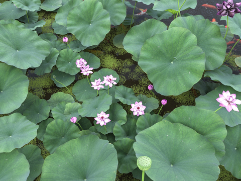  池塘 荷花 水景3d模型 