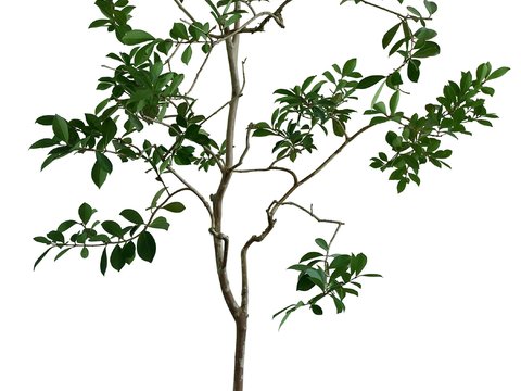  现代绿植盆栽psd 