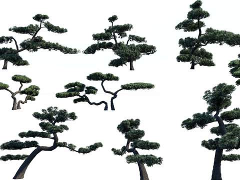  现代罗汉松绿植树木psd 