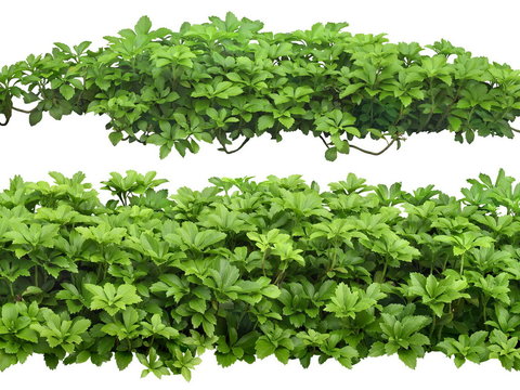  富贵草灌木植物psd 