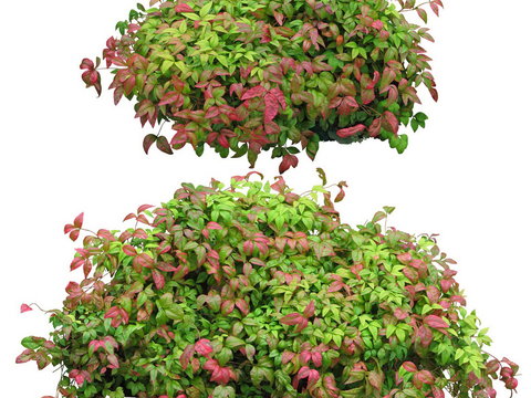  南天竺灌木植物psd 