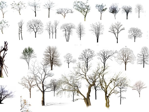  现代枯树景观树psd 