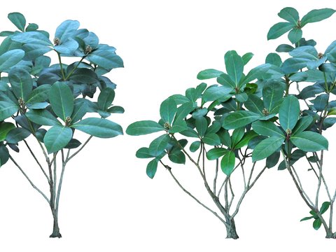  现代绿植灌木psd 