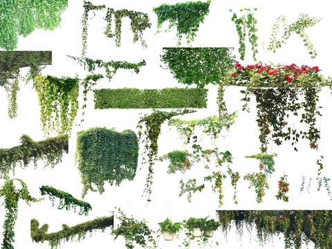  现代藤蔓花卉绿植psd 