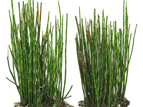  现代竹子绿植植物psd 