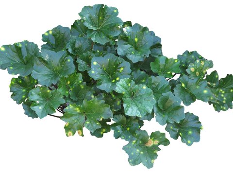  现代绿植灌木psd 