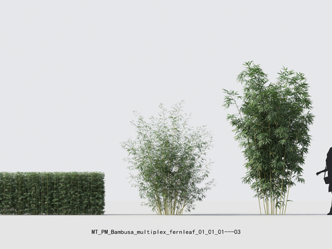  现代竹子绿植psd 