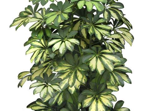  现代绿植盆栽psd 