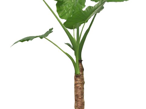  现代绿植盆栽psd 