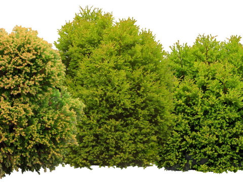  植物景观树灌木psd 