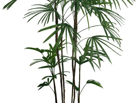  现代绿植盆栽psd 