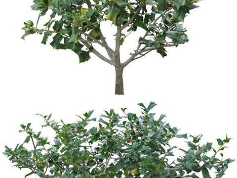  柊树景观树psd 