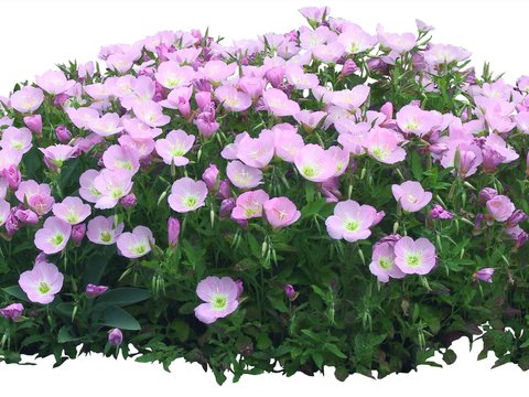  现代粉色花卉绿植灌木psd 