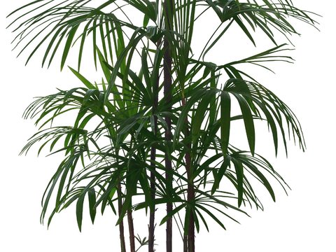  现代绿植盆栽psd 