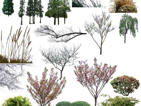  现代枯树树木景观树psd 