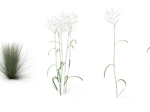  芦苇草 枯草 草丛psd 