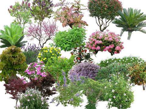  灌木球 花草 鲜花psd 