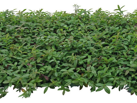  灌木绿植植物psd 