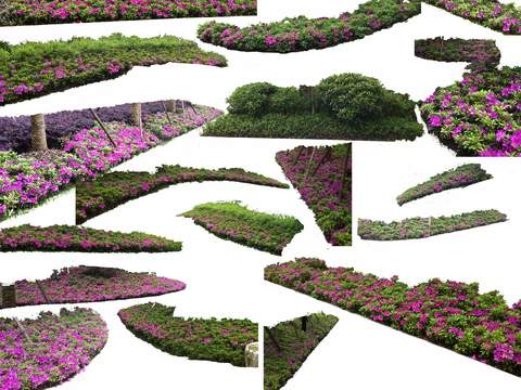  现代杜鹃灌木绿植psd 