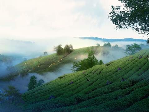  现代菜地园林景观psd 