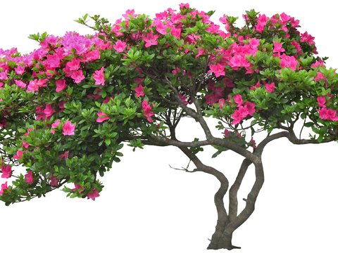  现代桃花树景观树psd 