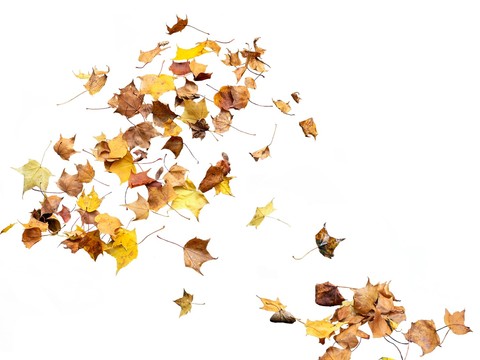  现代枫树落叶psd 