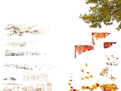  现代枫叶树叶psd 