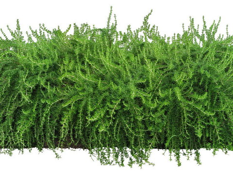  迷迭香灌木植物psd 