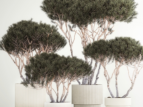  松树盆栽 盆景3d模型 