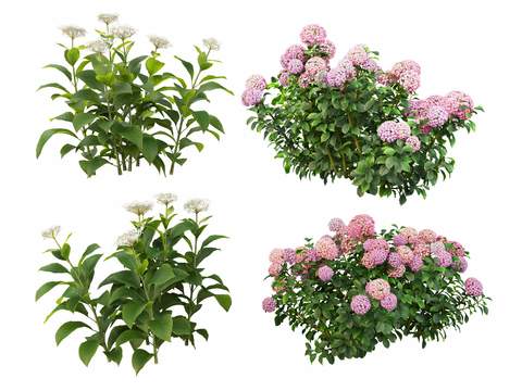  红色粉色绣球花psd 