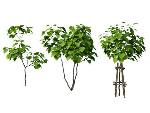  树 树苗 农作物3d模型 