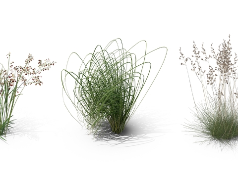  芦苇草 枯草 草丛psd 