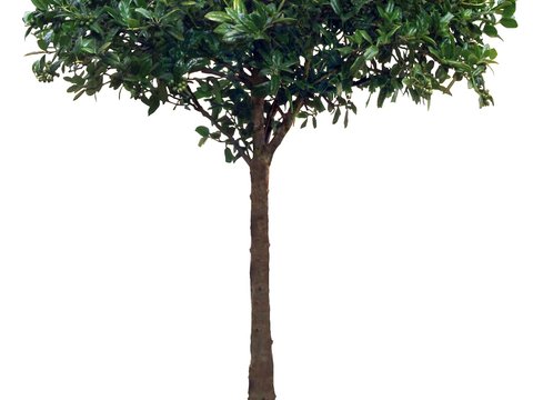  现代绿植盆栽psd 