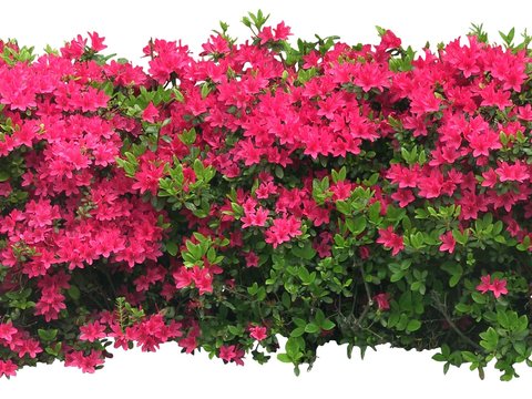  现代绿植花卉灌木丛psd 