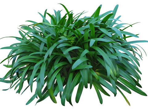  金鱼草灌木植物psd 