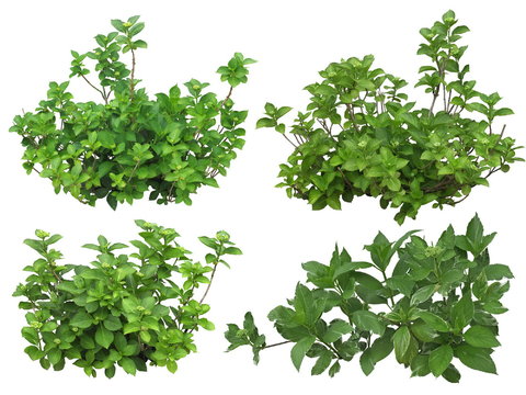  紫阳花灌木绿植psd 