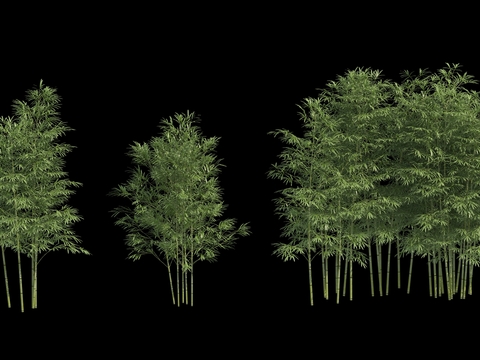  现代竹子绿植psd 