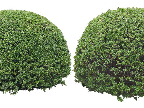  黄杨灌木绿植psd 