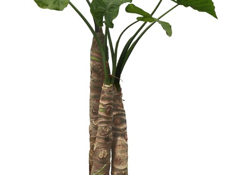  现代绿植盆栽psd 