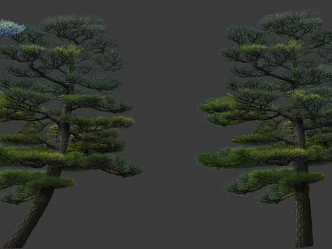  现代松树景观树大树psd 