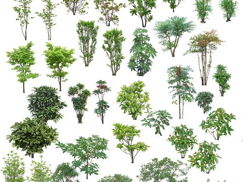  树木 灌木植物PSD3d模型 