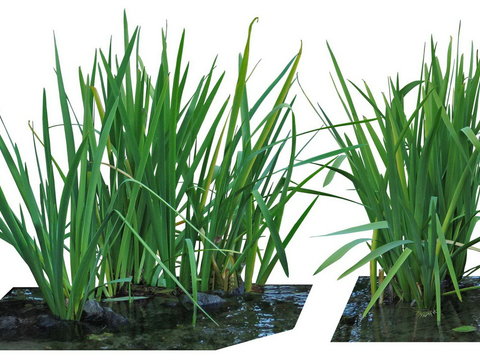  燕子花灌木植物psd 