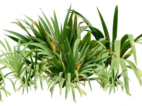  现代绿植灌木丛psd 