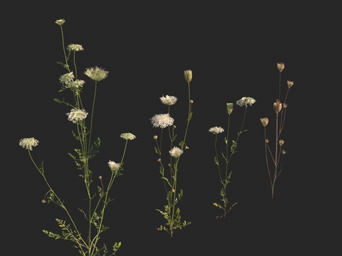  农作物 胡萝卜苗3d模型 