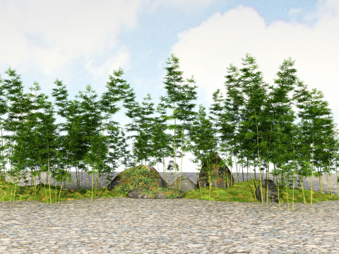  竹子 翠竹 富贵竹3d模型 