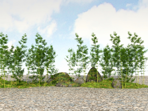  竹子 翠竹 富贵竹3d模型 