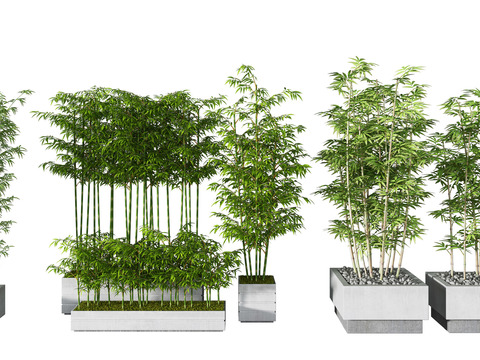  竹子 富贵竹 翠竹 园林竹3d模型 