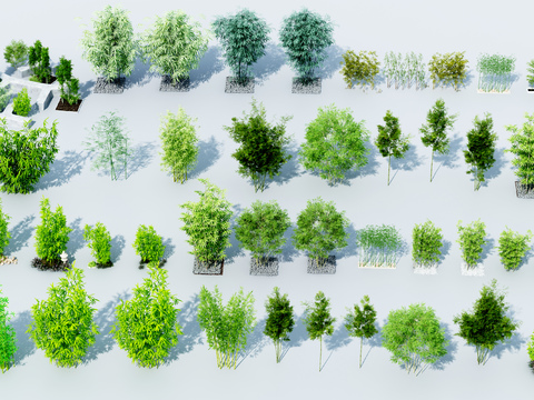  竹子 翠竹 富贵竹3d模型 