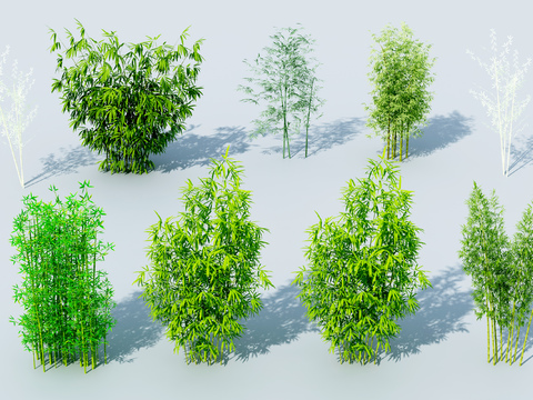  竹子 富贵竹 翠竹3d模型 